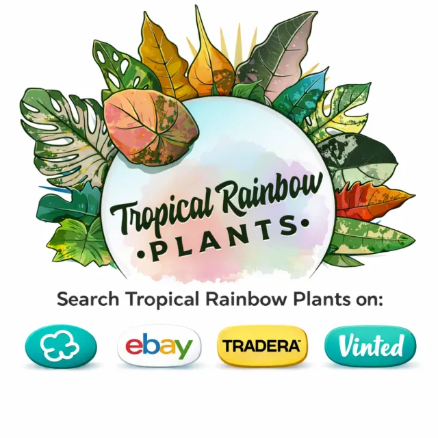 Philodendron Red Anderson Pink Var