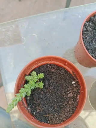 Plantas Suculentas Variadas