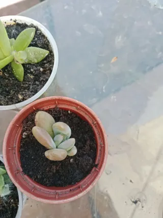 Plantas Suculentas Variadas