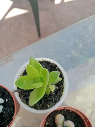 Plantas Suculentas Variadas