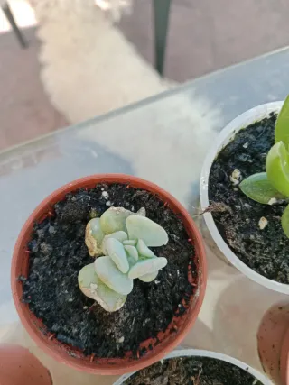 Plantas Suculentas Variadas