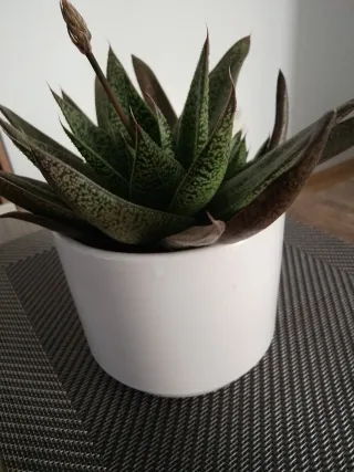 Planta suculenta en maceta blanca