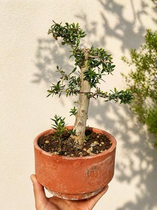 acebuche