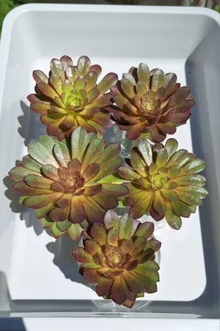 Semponium Sienna roseta mediana