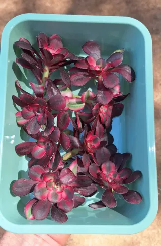 Aeonium Chanel esquejes
