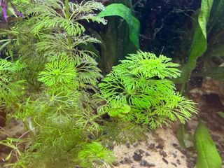 Ambulia - Planta de acuario