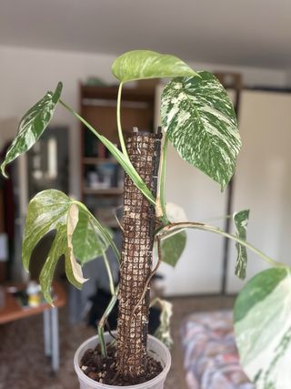 Monstera Albo Variegata