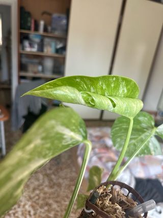 Monstera Albo Variegata
