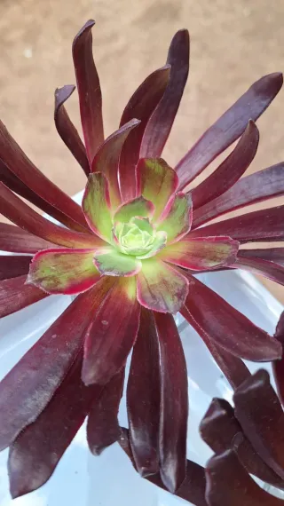 Aeonium Eden esqueje