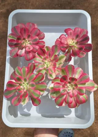 Esqueje Aeonium Pink Witch