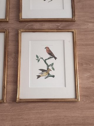 4 cuadros antiguos aves