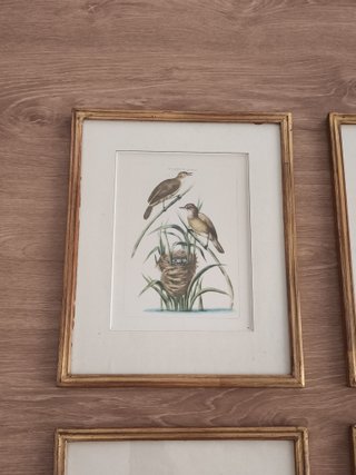 4 cuadros antiguos aves
