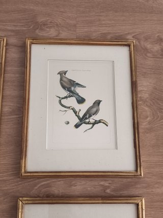 4 cuadros antiguos aves