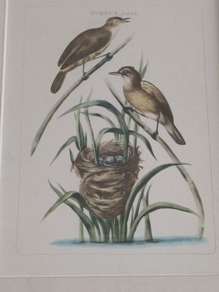 4 cuadros antiguos aves