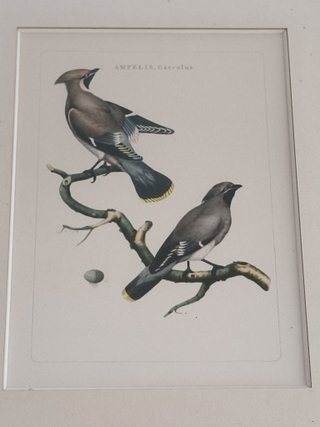 4 cuadros antiguos aves