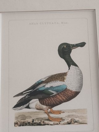 4 cuadros antiguos aves