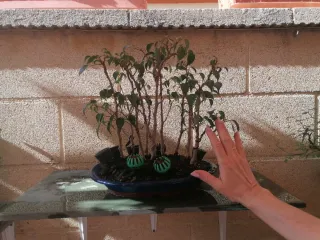 Bosque de bonsái ficus benjamina