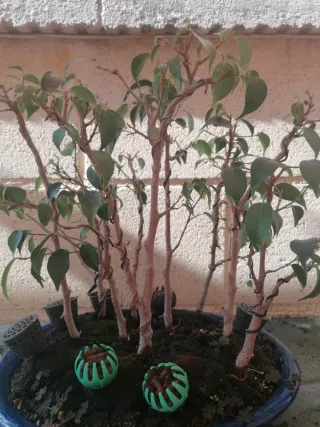 Bosque de bonsái ficus benjamina