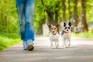 Paseador de perros