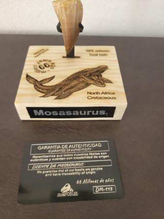 Punta Fósil Mosasaurus con Soporte