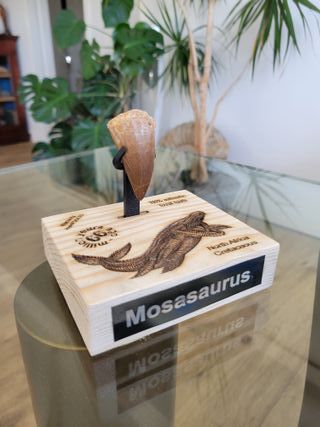 Punta Fósil Mosasaurus con Soporte
