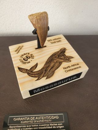Punta Fósil Mosasaurus con Soporte