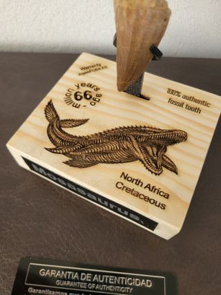 Punta Fósil Mosasaurus con Soporte