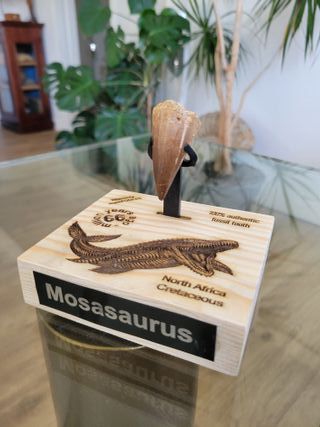 Punta Fósil Mosasaurus con Soporte