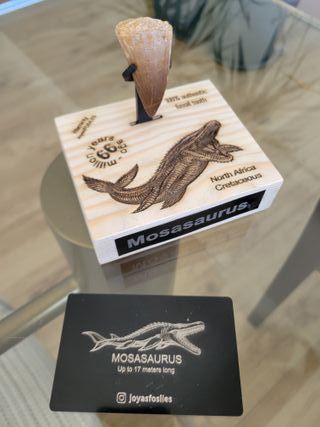 Punta Fósil Mosasaurus con Soporte
