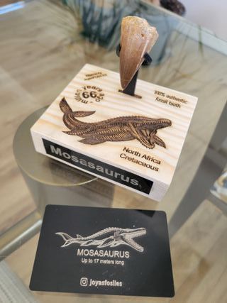 Punta Fósil Mosasaurus con Soporte