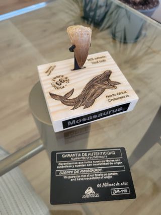 Punta Fósil Mosasaurus con Soporte