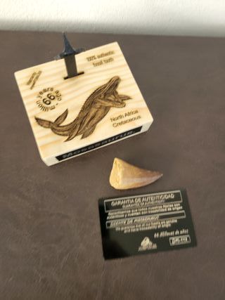 Punta Fósil Mosasaurus con Soporte