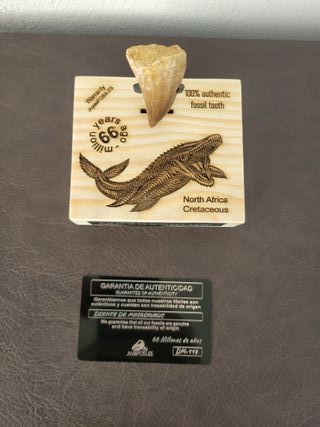 Punta Fósil Mosasaurus con Soporte