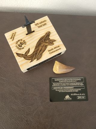 Punta Fósil Mosasaurus con Soporte