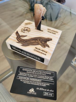 Punta Fósil Mosasaurus con Soporte