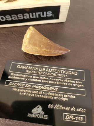 Punta Fósil Mosasaurus con Soporte