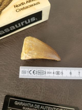 Punta Fósil Mosasaurus con Soporte