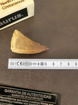 Punta Fósil Mosasaurus con Soporte