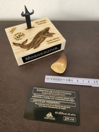 Punta Fósil Mosasaurus con Soporte