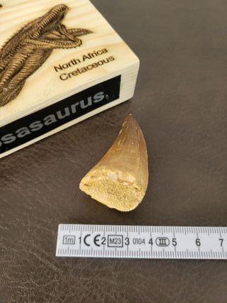 Punta Fósil Mosasaurus con Soporte