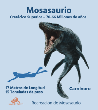 Punta Fósil Mosasaurus con Soporte