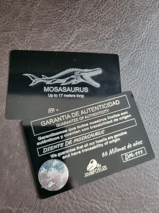 Punta Fósil Mosasaurus con Soporte