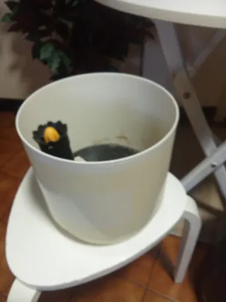 2 Maceteros Cerámicos y Autorriego