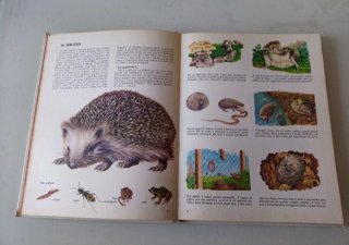 Guarda e scopri gli animali del Campo e Fattoria