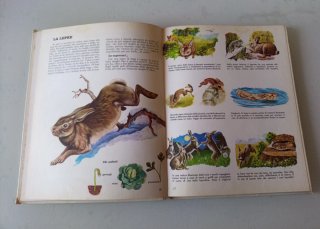 Guarda e scopri gli animali del Campo e Fattoria