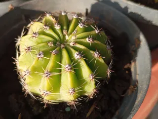 Pianta grassa