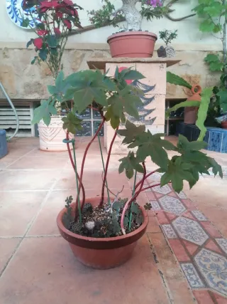 Plantones de higuera del diablo