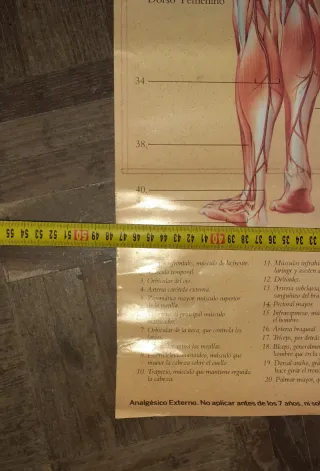 Póster Anatomía Humana Músculos reflex 69x47.ver