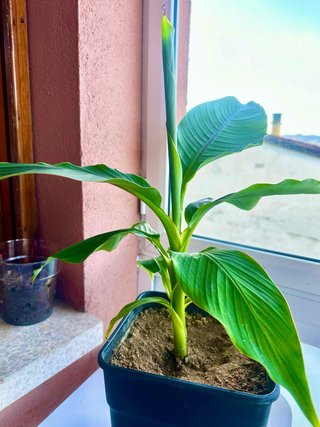 Planta Bananero Sano y Vigoroso