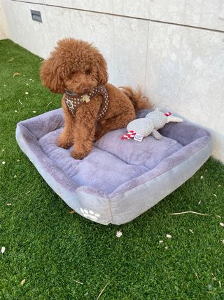 Cama para perro cómoda